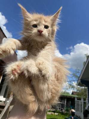 Kitten MaineCoon в Москве