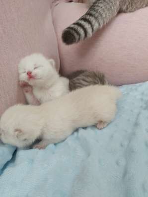 Продам. шотландские котята фото 4