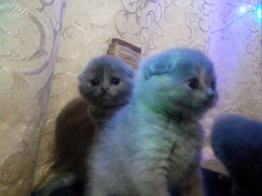 Скоттиш-фолд)))