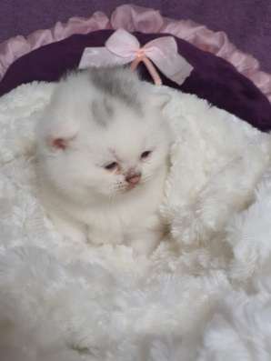Британские котята, разного возраста, большой выбор фото 6