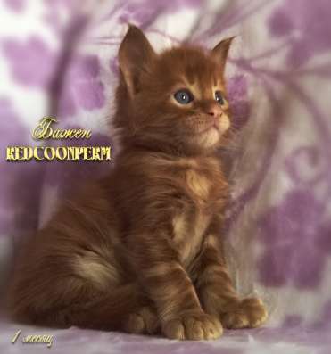 Котёнок менй кун красный солид. Шоу класс в Перми фото 20