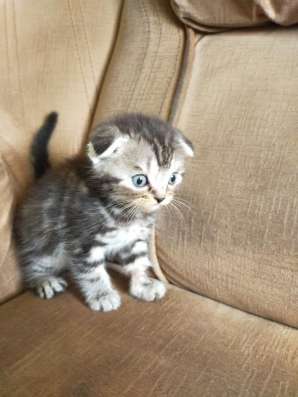 Шотландские котята фото 46