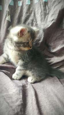 Шотландские котята фото 5