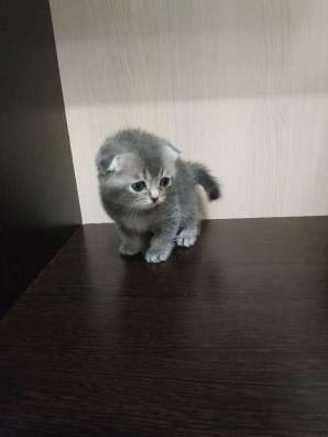 Шотландские котята в Москве фото 8