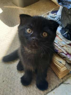Шотланские котята фото 10