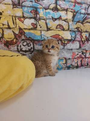 Шотландские котята фото 5