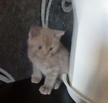 Шотландские котята фото 3