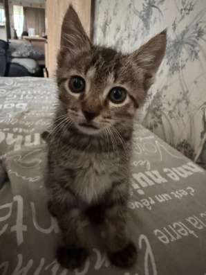 Отдам кота в добрые руки