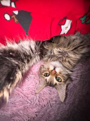 котенок