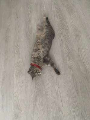 Отдам кошку в добрые руки в Нальчике