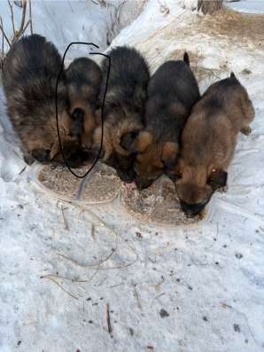 Щенки в добрые руки