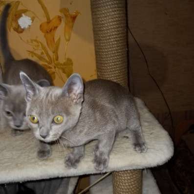 Европейская бурма котята в Брянске фото 11