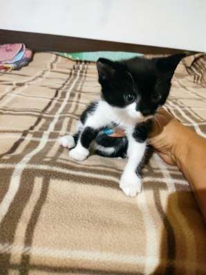 Котенок бесплатно в Владимире