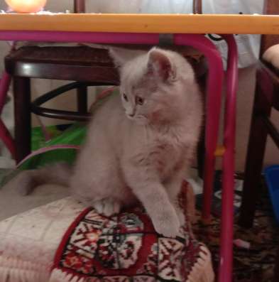 Кошечка зажигалочка в Краснодаре