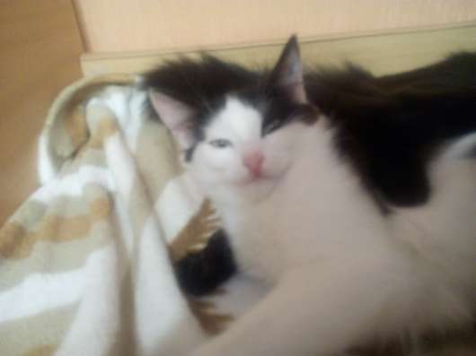 Отдам котенка