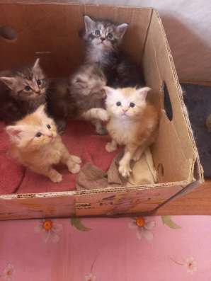 Котята породы Европейский Мейн-кун в Белгороде фото 5