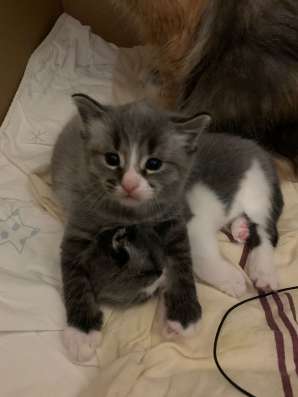 Отдам котенка