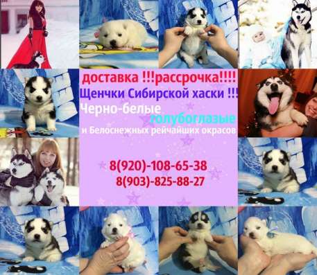 Убойных малышей хаски продам