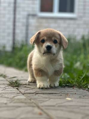 Вельш корги пемброк