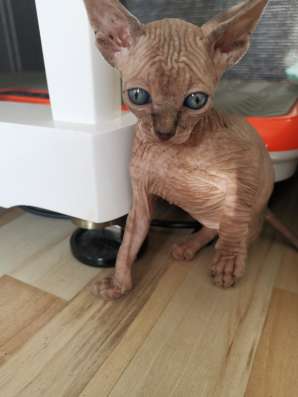 Котята Канадского Сфинкса фото 15