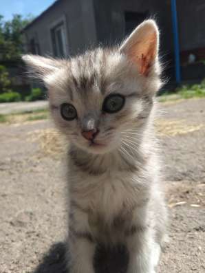Отдам котят бесплатно фото 8
