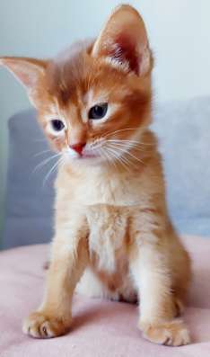 Абиссинские котята в Челябинске фото 6