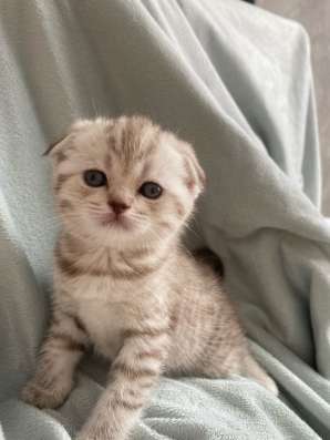 Котята шотландские в Ставрополе фото 3