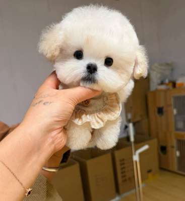比熊狗狗
