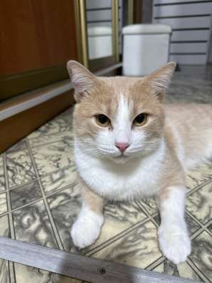 Кот
