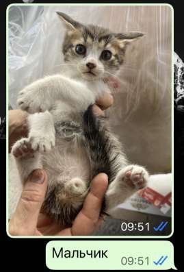 Котята в добрые руки в Грозном фото 6