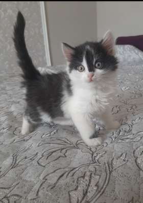 Котята в хорошие руки