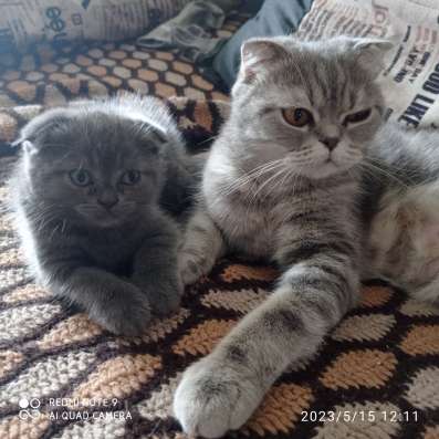 Шотландские котята в Челябинске фото 3