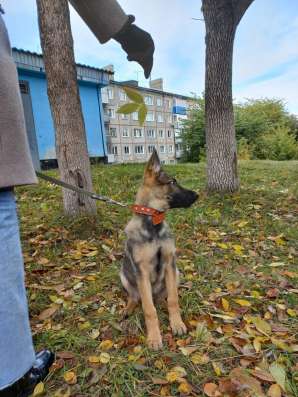 Собака в любящую семью в Киселевске фото 3