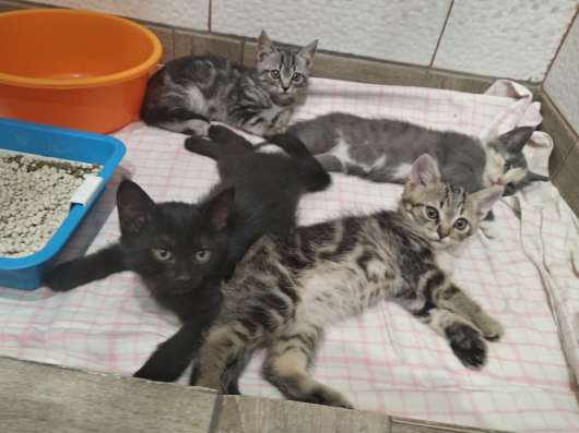 Отдам котят