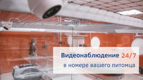 Зоогостиница BookingCat Люберцы/Жулебино в Люберцы фото 38