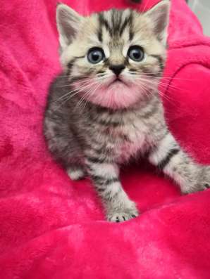 Шотландские котята в Калининграде фото 6