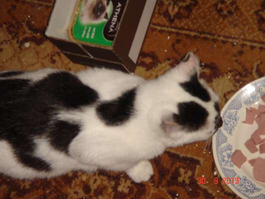 Отдам котят в хорошие руки