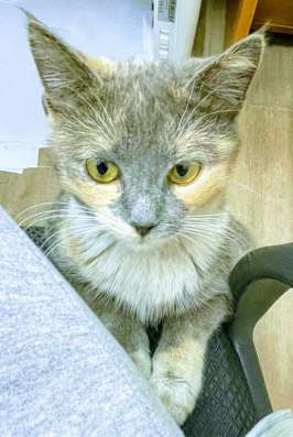 Скоро Дусю выкинут на улицу в Климовске фото 6