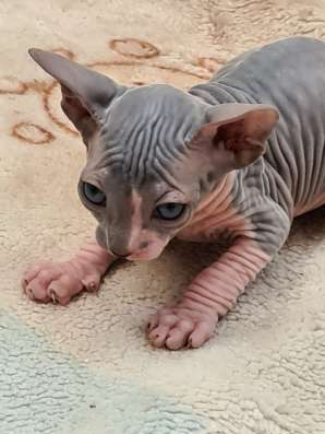 Продаются котята породы сфинкс фото 5