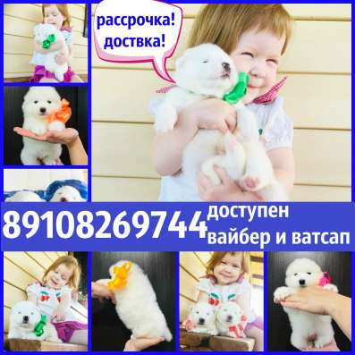 Мишутки Щеночки самоедской лайки))) в Пскове