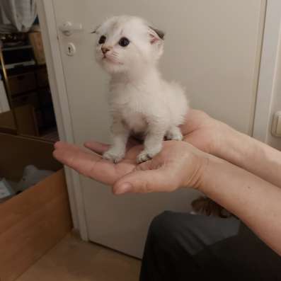 Шотландские вислоухие котята фото 11