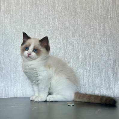 Котёнок Рэгдолл в Москве фото 4