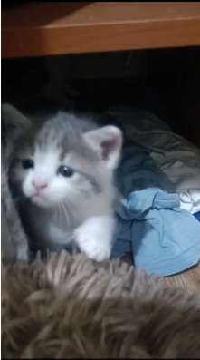 Котята в добрые руки бесплатно
