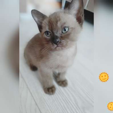 Бурманские котята в Челябинске фото 7