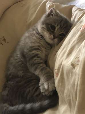 Продается шотландский котёнок 3 месяца