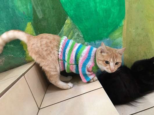 Рыжая кошечка в Краснодаре