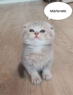 Шотландские плюшки фото 5