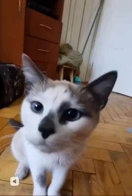 Сиамский котёнок