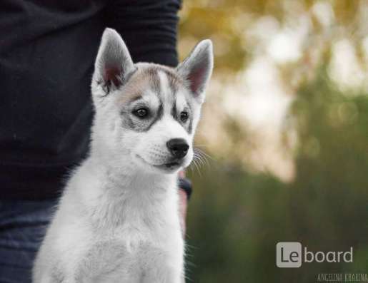PUPPIES SIBERIAN HUSKY фото 5