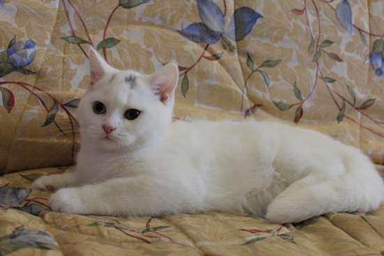 Котята и кошка в Владивостоке